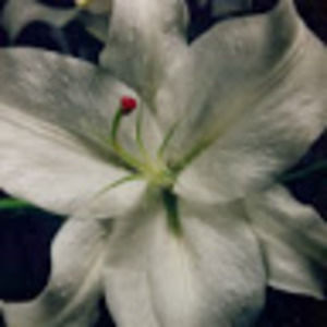 Meet your Posher, Grace